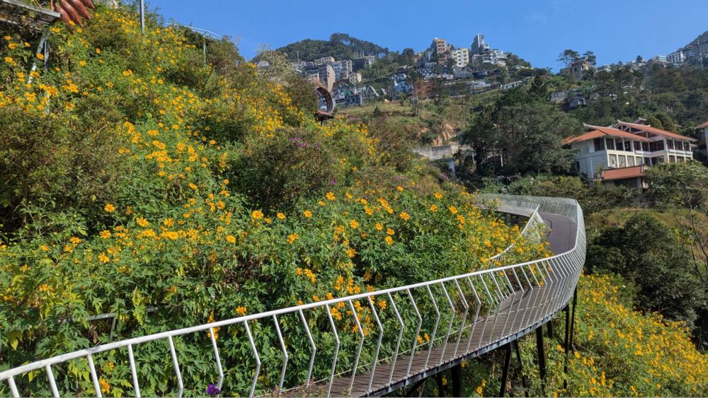 Một góc hoa dã quỳ vàng rực tại Cầu Mây Tam Đảo